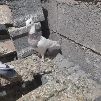 ۷ عدد کبوتر یکجا ۱۸۰۰