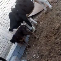 گاو و گوساله سمینتال