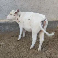 گوساله ماده چاق سرکدار