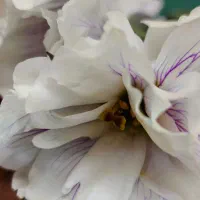 استخدام نیروی برای نظافت و امور منزل