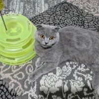 گربه اسکاتیش