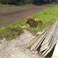 توله دورگ سرابی|سگ|عباسآباد, |دیوار