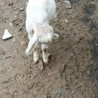 بزغاله نر|حیوانات مزرعه|شیروان (لرستان), |دیوار