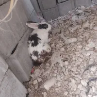 خرگوش نر بزرگ