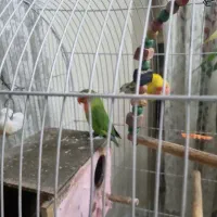 طوطی