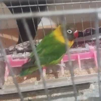 یک جفت کوتوله برزیلی