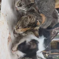 واگذاری بچه گربه