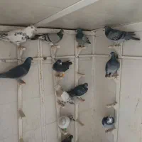 کبوتر. کفتر. پرنذه|پرنده|شیراز, گویم|دیوار