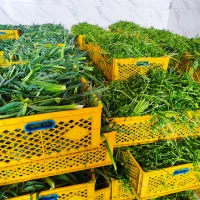 پخش سبزی پاک شده وشسته شده با بهترین کیفیت روز