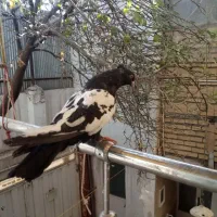 سینه سیاه|پرنده|مشهد, سجادیه|دیوار