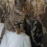 واگذاری گربه ملوس|گربه|سیرجان, |دیوار