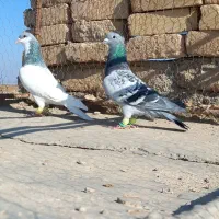 کبوتر مگسی شامی با شصتی کبود|پرنده|دشتابی, |دیوار