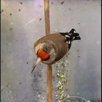 سهره دورگ سرسیاه و دورگ کرمونی تولکی