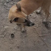 واگذاری طوله ۶ ماهه|سگ|تهران, هفده شهریور|دیوار