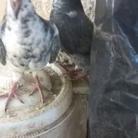 ماده،یال سیاه گلدار، جوجه سینه سفید