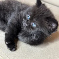 گربه اسکاتیش