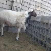 قوچ تیز ران|حیوانات مزرعه|سبزوار, صالح آباد|دیوار