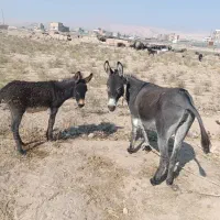 ماده خر و کره نر گله ای