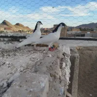 یک جفت نرو ماده|پرنده|سراوان, |دیوار