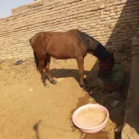 اسب مادیان|اسب و تجهیزات اسبسواری|زرند, |دیوار