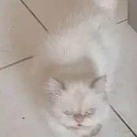 گربه پرشین چشم آبی