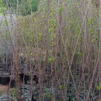 حراج انواع نهال میوه گلدانی 2ساله