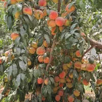 باغ-ویلا-با-سند-شش-دانگ-حریم-شهر-پیشوا