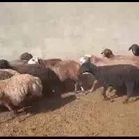 شیشک و میش آبستن