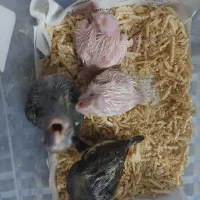 جوجه عروس|پرنده|بندرعباس, |دیوار