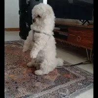 گمشده