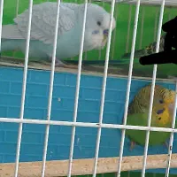 مرغ عشق حرفه ای