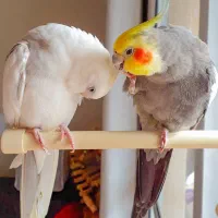 جفت عروس هلندی ، کاسکو راهب گرینچیک