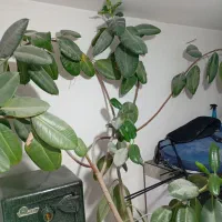 گل دیفن|گل و گیاه طبیعی|سنندج, |دیوار