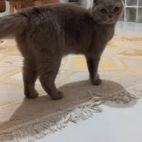 گربه دابل فولد اسکاتیش