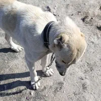 سگ نژاد آلابای|سگ|کرمانشاه, |دیوار