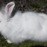 ۲خرگوش نر دانه ای ۷۰۰