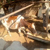 گاو دورگه|حیوانات مزرعه|مسجد سلیمان, |دیوار