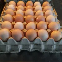 تخم مرغ محلی، ارگانیــک