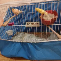 قناری نرماده|پرنده|چاروسا, |دیوار