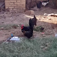 مرغ باتخفیف حمیدیه|حیوانات مزرعه|حمیدیه, |دیوار