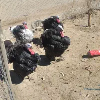 بوقلمون نر و ماده تخم گذار