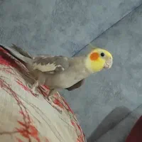 عروس هلندی گمشده