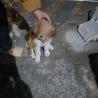 سگ خیلی خوب قیمت مناسب  الابای