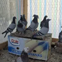 کبوتر مسافتی دست