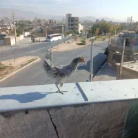 فروش خروس محلی اصل|حیوانات مزرعه|شیراز, تندگویان|دیوار