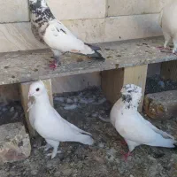قیمت مفت|پرنده|مشهد, دانش|دیوار