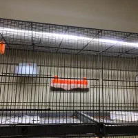 یک جفت قناری با 4 تا جوجه پرتغالی لیمویی سفید