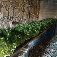 نشا گوجه|گل و گیاه طبیعی|دهدشت, |دیوار