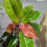 گل‌های آپارتمانی|گل و گیاه طبیعی|تهران, هاشمی|دیوار