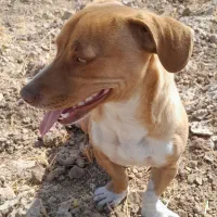 سگ پاکوتاه|سگ|مشهد, کلاکوب|دیوار